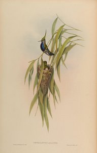 Cephallepis delalandii = Stephanoxis lalandi lalandi door John Gould